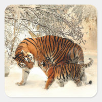 Tiger und Jungtier, Winterlandschaft,