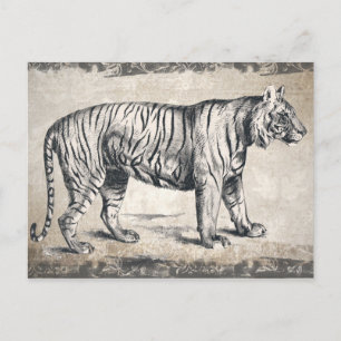 Tiger Vintage Wildlife Grunge Dekorativ Postkarte