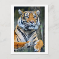 Tiger Wild Animals Life Fotografy Postcross