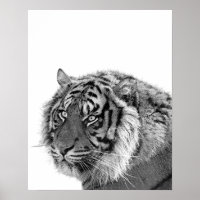 Tiger Wilddschungel Foto schwarz-weiß