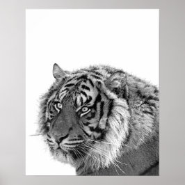 Tiger Wilddschungel Foto schwarz-weiß Poster