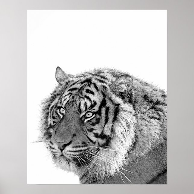 Tiger Wilddschungel Foto schwarz-weiß Poster (Vorne)