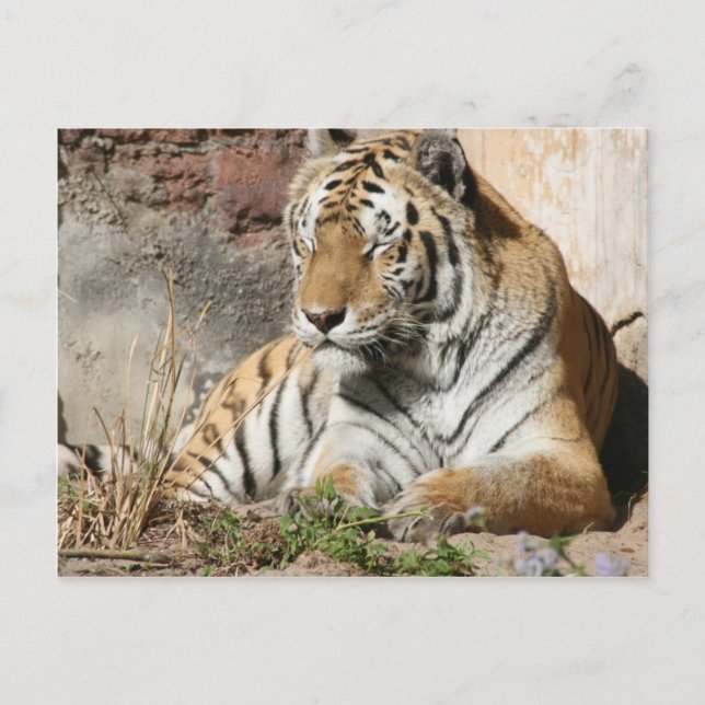 Tiger-Wildtierzoo-Tiger Postkarte (Vorderseite)