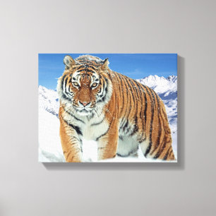 Tiger Winter Nature Foto Trendy Snow Mountains Leinwanddruck
