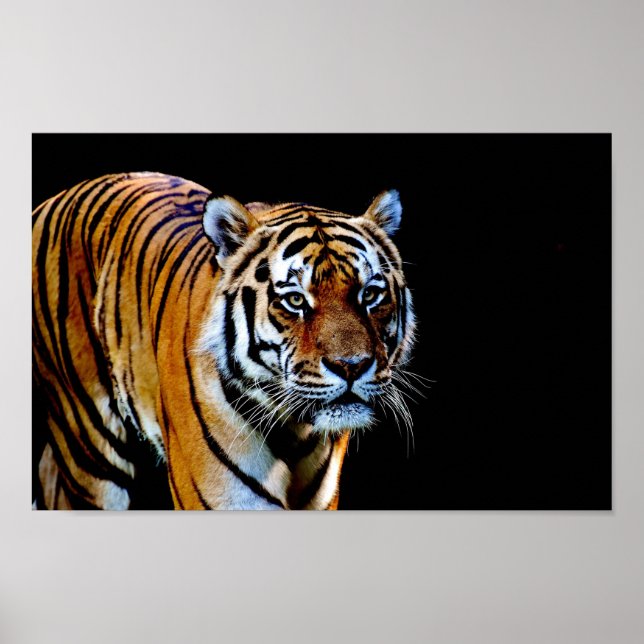 Tiger With Black Background Poster (Vorne)