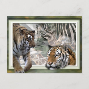Tiger, Zebra, Giraffe, Liebesgeschenke Postkarte
