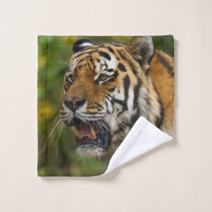 Tiger zeigt seine Zähne Waschlappen