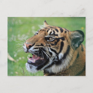 Tiger zeigt Zähne Postkarte