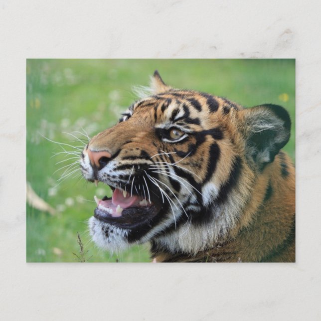 Tiger zeigt Zähne Postkarte (Vorderseite)