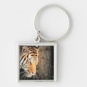 Tigeranpirschen Schlüsselanhänger
