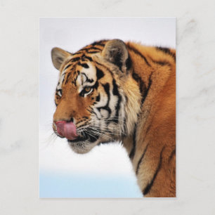 Tigerappetit Postkarte