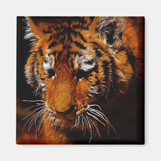 Tigeraugen Magnet