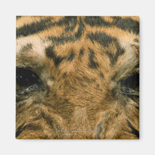 Tigeraugen Magnet
