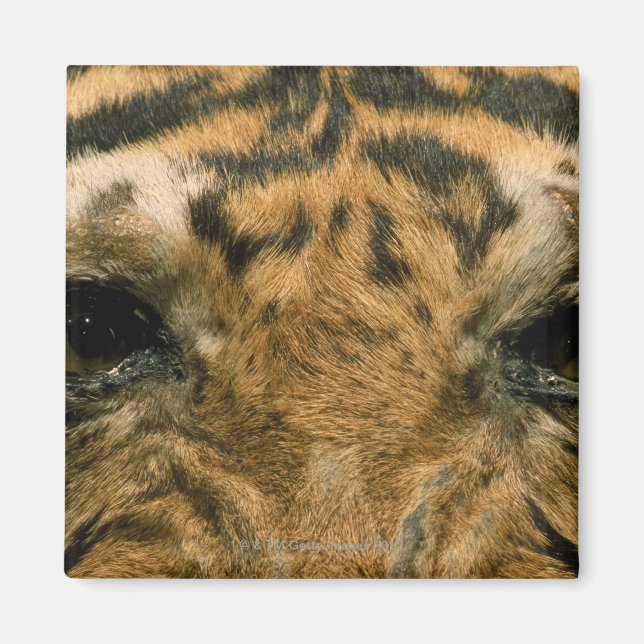 Tigeraugen Magnet (Vorne)