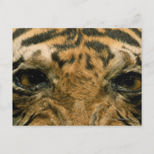 Tigeraugen Postkarte