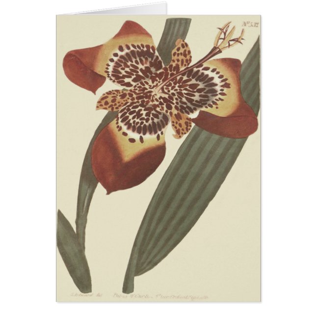 Tigerblumen-Botanische-Illustration (Vorne)