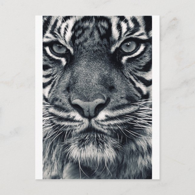 Tigerdesign Postkarte (Vorderseite)