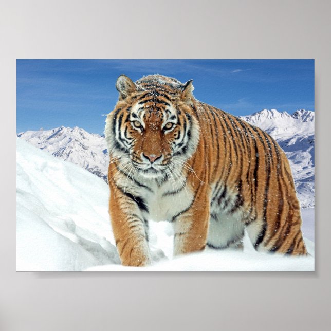 Tigergebirge Natur Winterschnee Foto drucken Poster (Vorne)