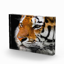 Tigergesicht Fotoblock