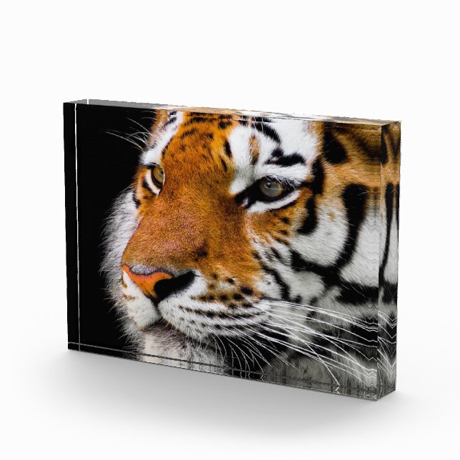 Tigergesicht Fotoblock (Rechts)