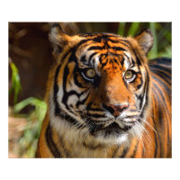 Tigergesicht