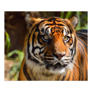 Tigergesicht Fotodruck