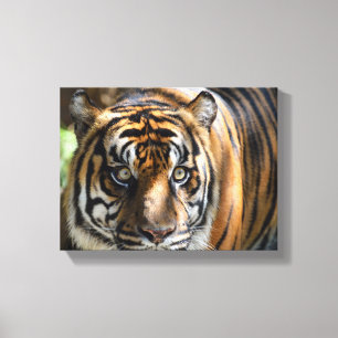 Tigergesicht Leinwanddruck