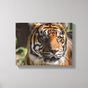 Tigergesicht Leinwanddruck