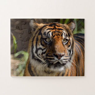 Tigergesicht Puzzle