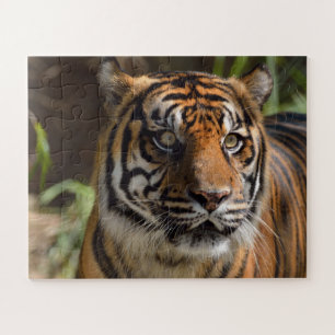 Tigergesicht Puzzle