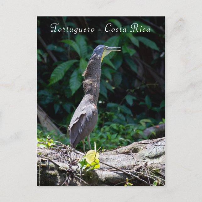 Tigerheron in Tortuguero Postkarte (Vorderseite)