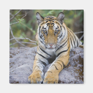 Tigerjunges, Bandhavgarh Nationalpark, Indien Magnet
