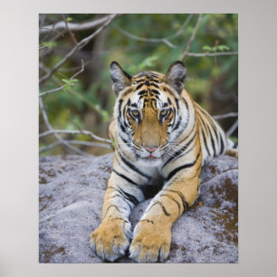 Tigerjunges, Bandhavgarh Nationalpark, Indien Poster