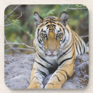Tigerjunges, Bandhavgarh Nationalpark, Indien Untersetzer