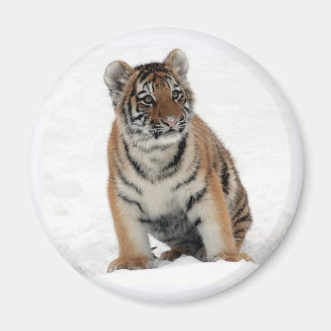 Tigerjunges im Schnee Foto Magnet (Vorne)