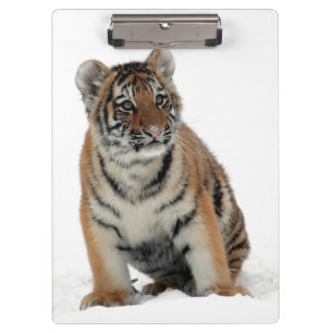 Tigerjunges im Schnee Fotografie Klemmbrett