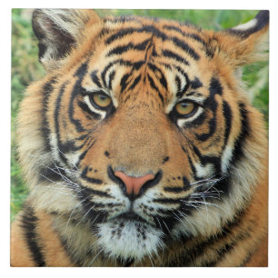 Tigerjunges-Porträt Fliese