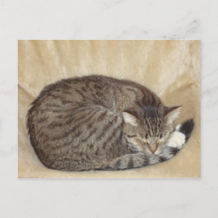 Tigerkatze Postkarte