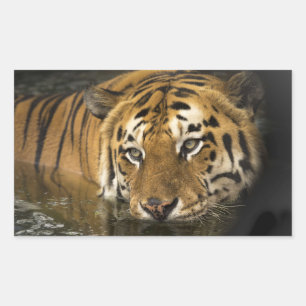 Tigerkleber Rechteckiger Aufkleber