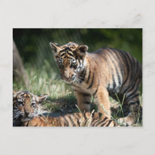 Tigerknochen Postkarte