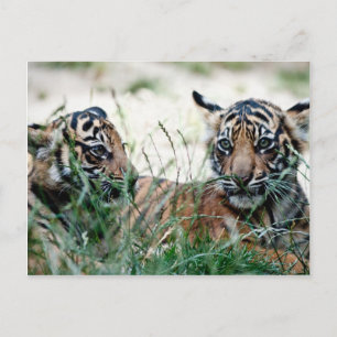 Tigerknochen Postkarte