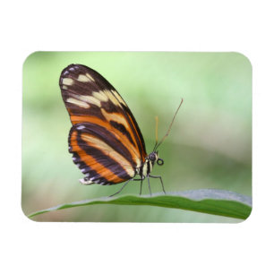 Tigerlangung Magnet