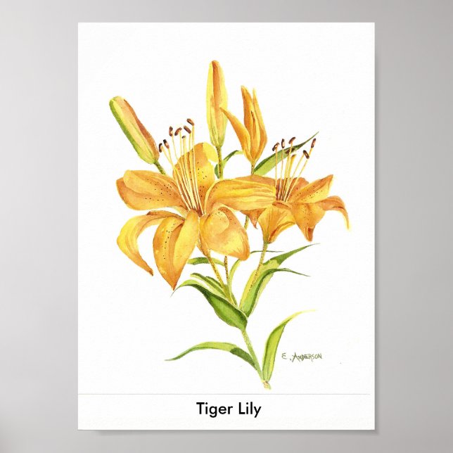 Tigerlilie in Gold und Gelb Poster (Vorne)