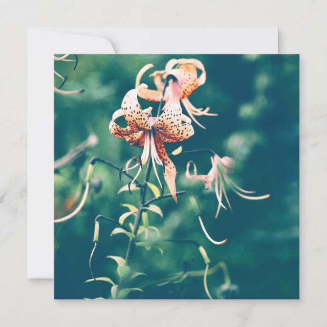 Tigerlilien blühen im Herbst (Vorderseite)