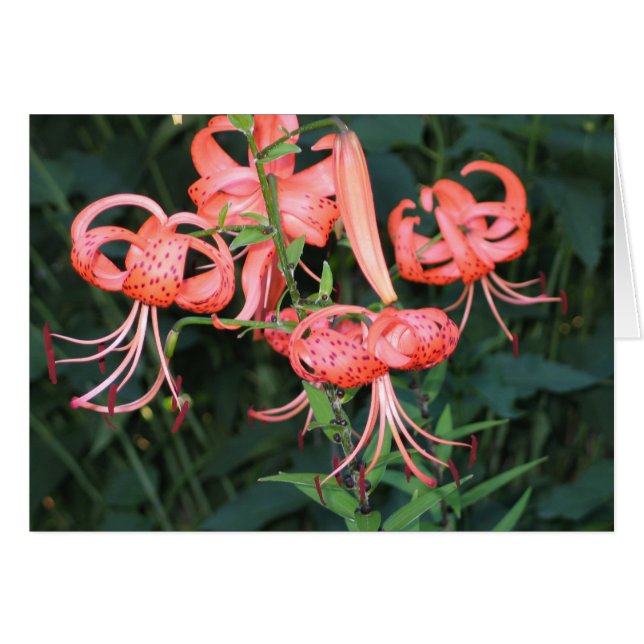 TigerLillies (Vorderseite (Horizontal))