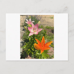 Tigerlily-Blumen-Foto-Postkarte Postkarte