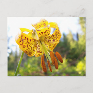 Tigerlily Postkarte