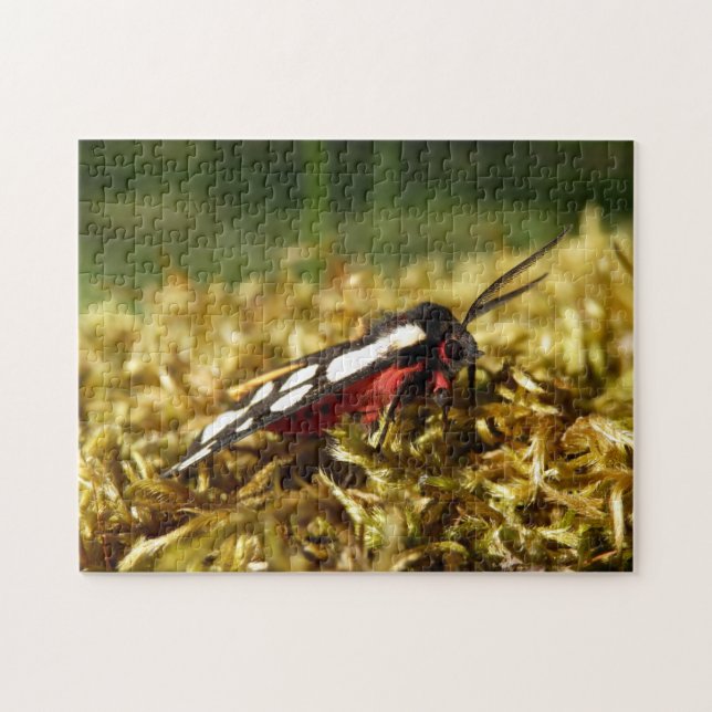 Tigermotte-Foto-Puzzle mit Geschenkboxen Puzzle (Horizontal)