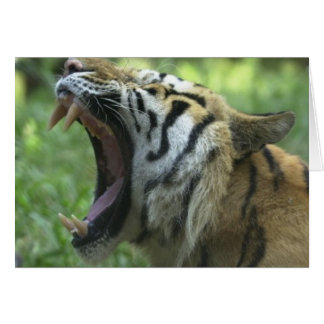 Tigermündung