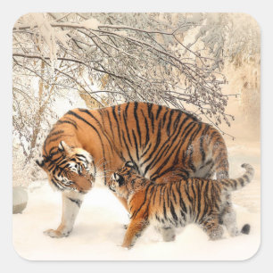 Tigermutter und Babyaufkleber Quadratischer Aufkleber